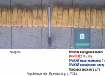 12206Кукурудза