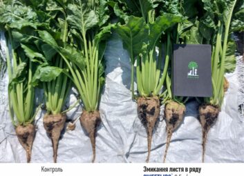12313Цукрові буряки