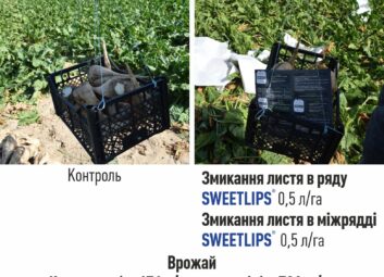12325Цукрові буряки