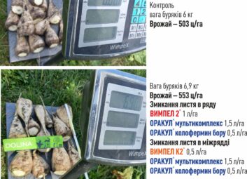 12329Цукрові буряки