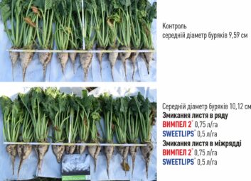 12333Цукрові буряки