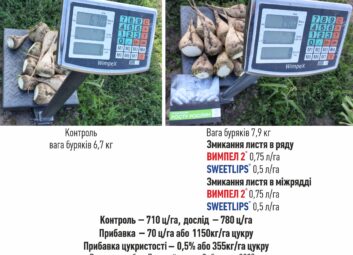 12337Цукрові буряки