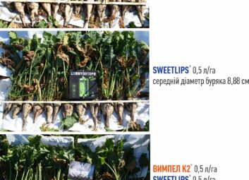 12305Цукрові буряки