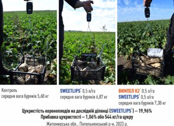12349Цукрові буряки