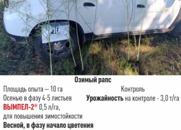 12964Рапс