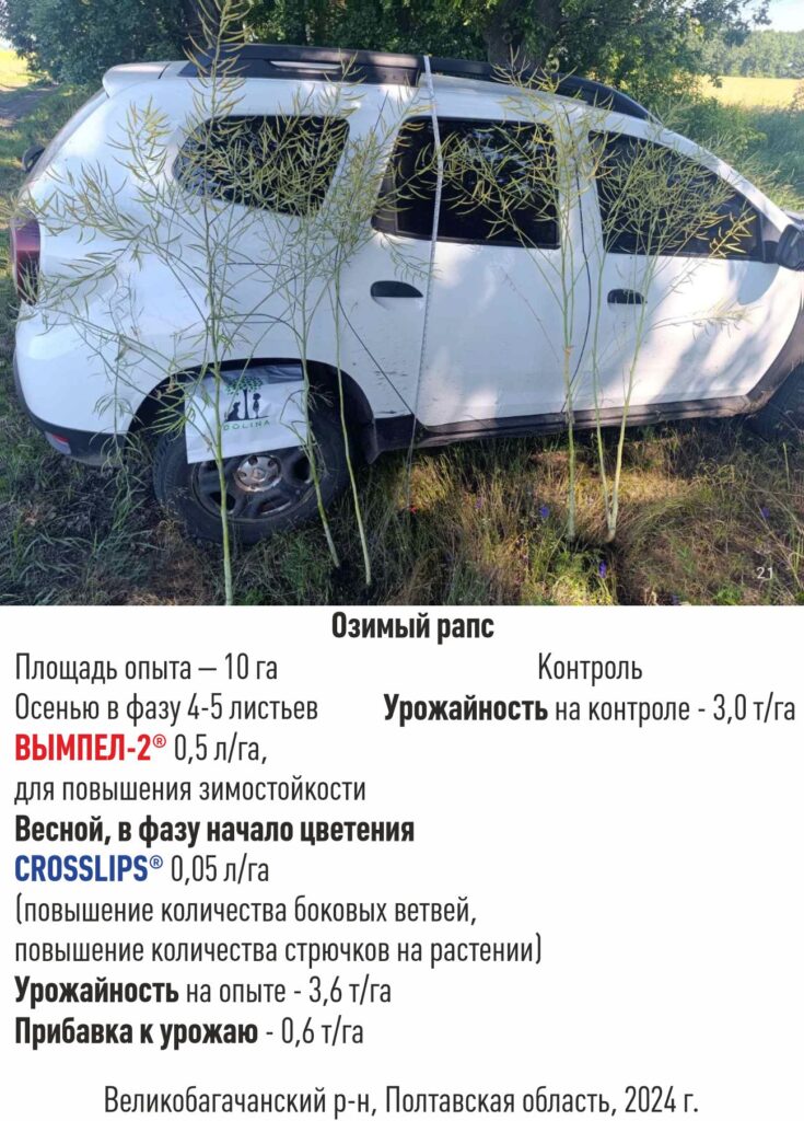 Застосування стимуляторів росту рослин Вимпел 2 та Crosslips на ріпаку