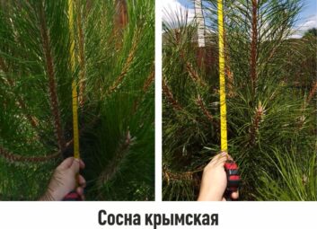 12950Хвойные декоративные культуры