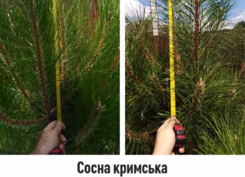 12951Хвойні декоративні культури