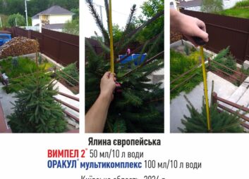 12947Хвойні декоративні культури