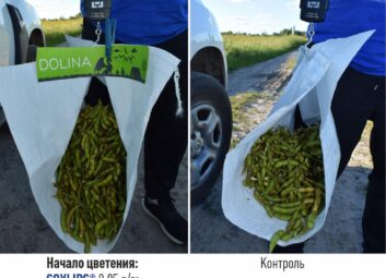 13642Зернобобовые (соя, горох)
