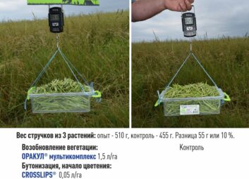 13652Рапс