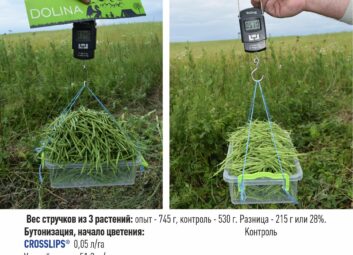 13660Рапс