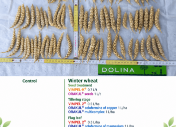 17135Winter cereals (winter wheat)