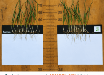 17126Winter cereals (winter wheat)