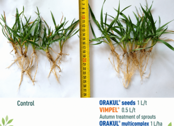 17128Winter cereals (winter wheat)