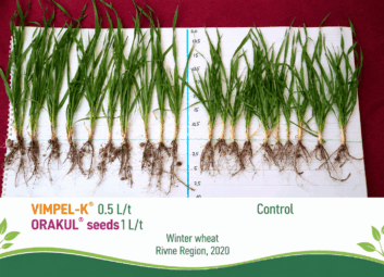 17142Winter cereals (winter wheat)