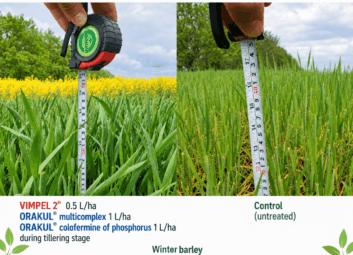 17141Winter cereals (winter wheat)
