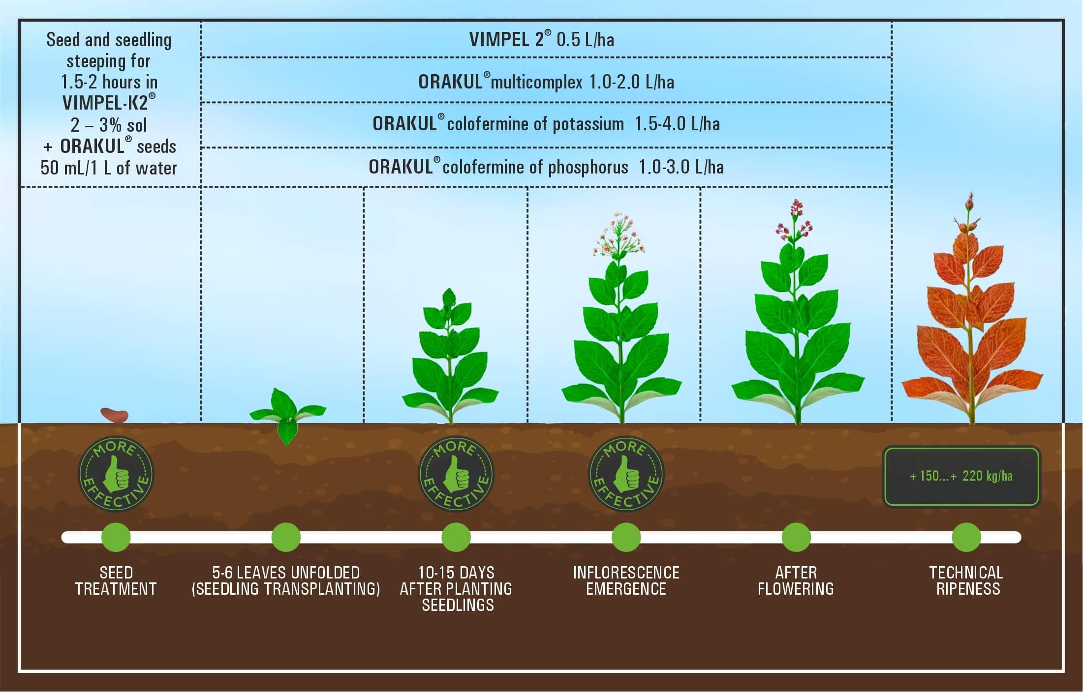 Recommendations for the application of VIMPEL growth stimulants and ORAKUL microfertilizers on tobacco
