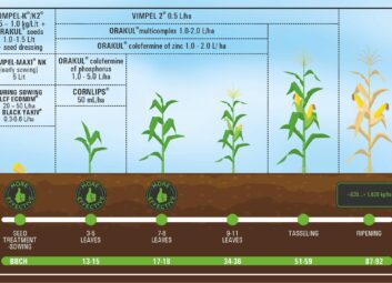 17081Corn