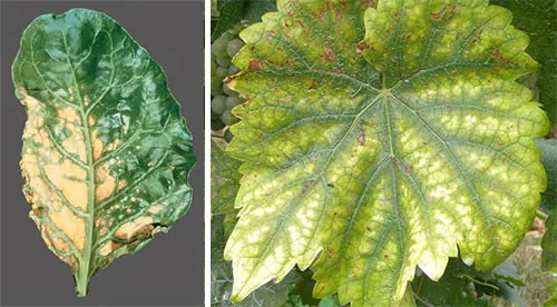 Симптоми нестачі цинку